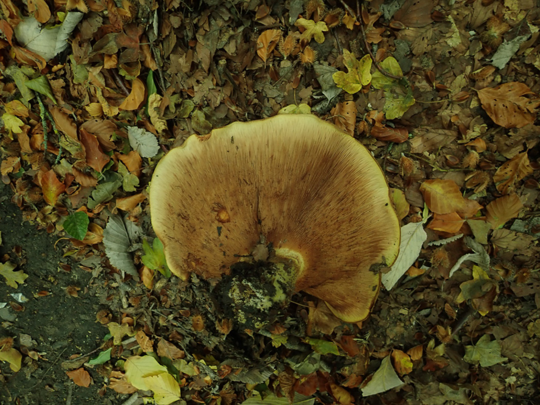 Photo © Penny Cullington Paxillus involutus by Penny Cullington